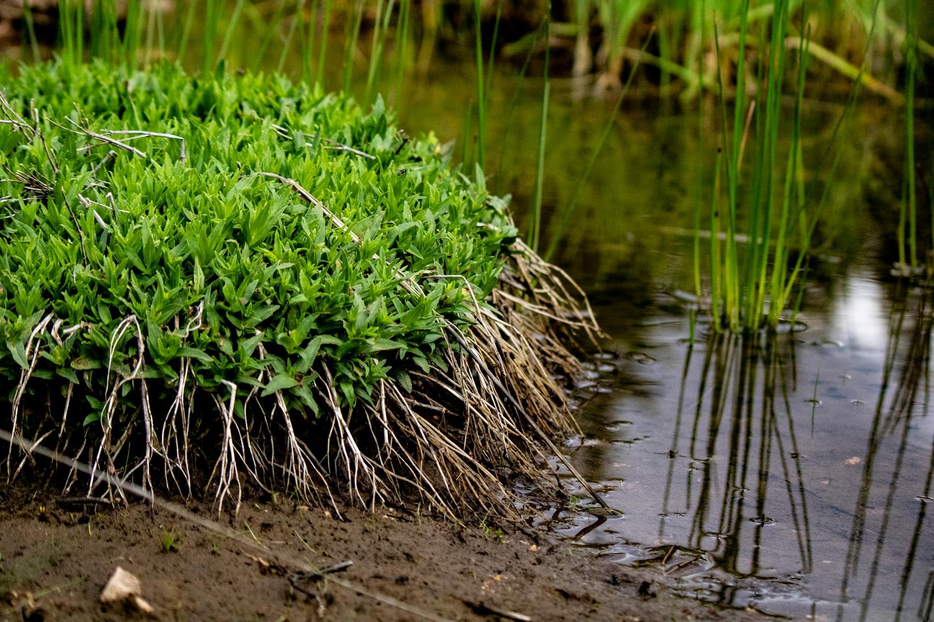 Études de zones humides à Rouen : délimitation et dossier Loi sur l&rsquo;Eau