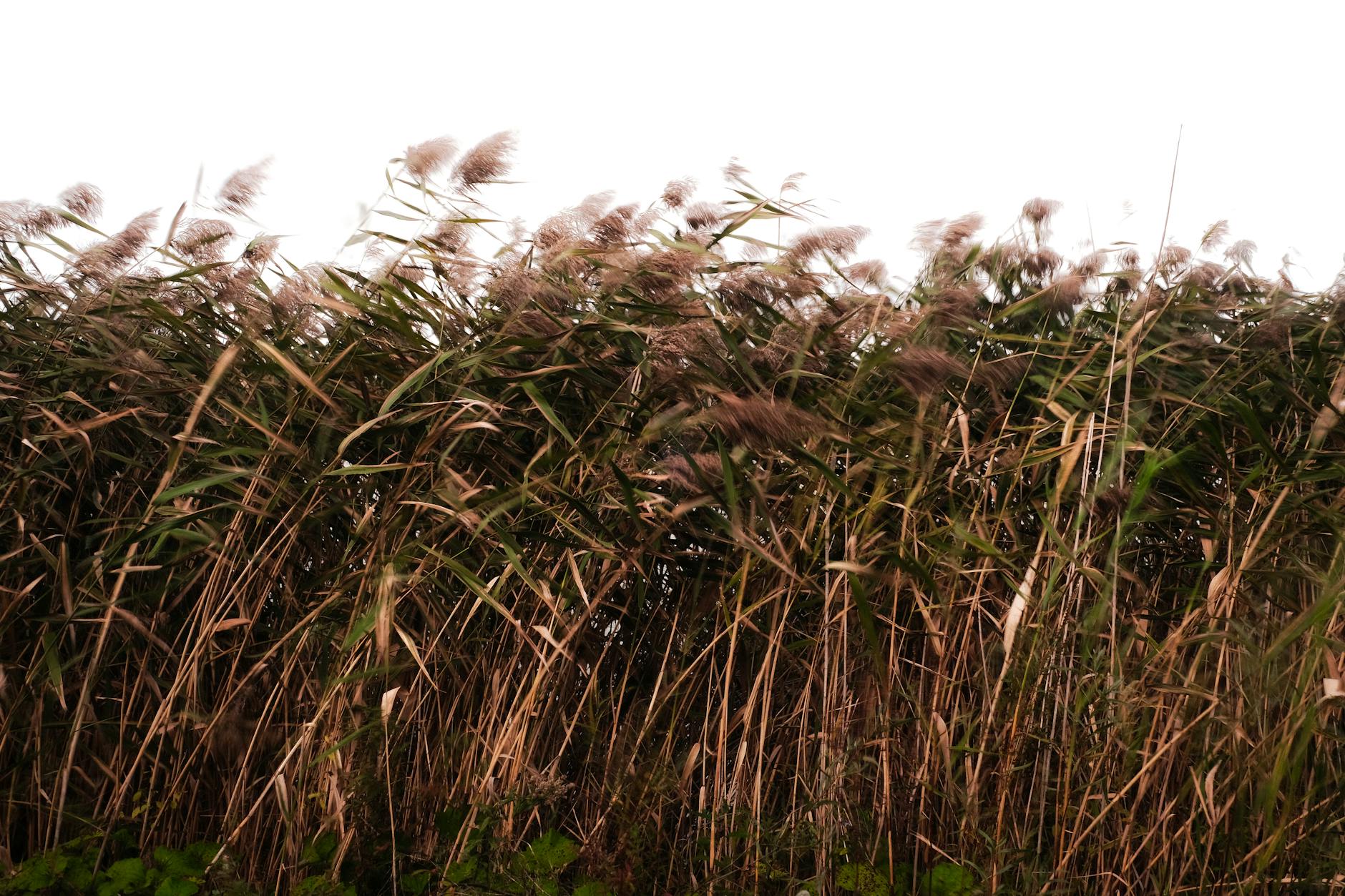 Roselière et prairie humide en vallée de Seine — habitat hygrophile caractéristique